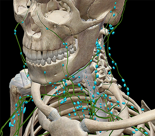 lymphatic-innate-adaptive-nodes